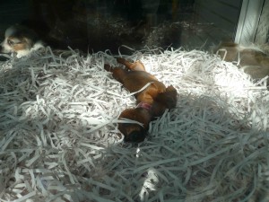 Dackel Dieser süße Geburtstagsdackel wurde mir leider verwehrt. Und wohnt wahrscheinlich immer noch im Schaufenster. Schnüff. Chelsea.