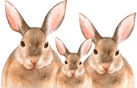 Bärchen